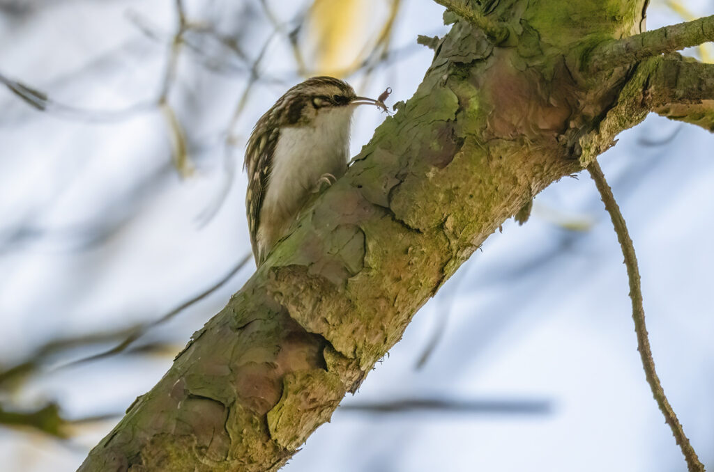 Photo of a treecreeper with an insect in its beak