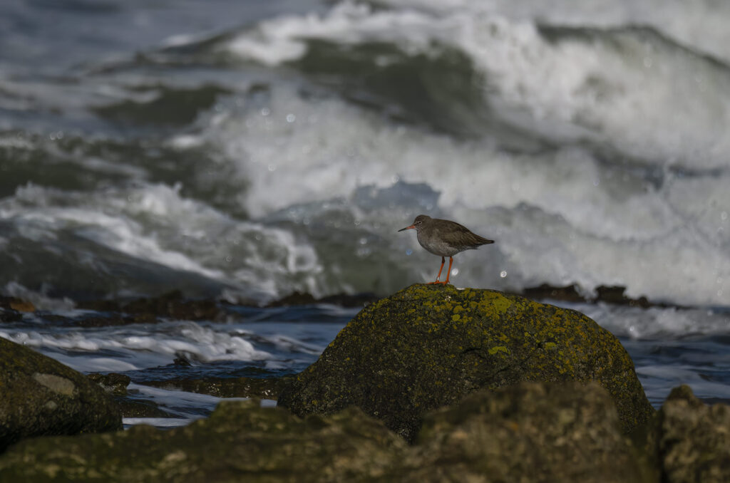 Photo of a redshank standing on a rock with waves crashing in the background