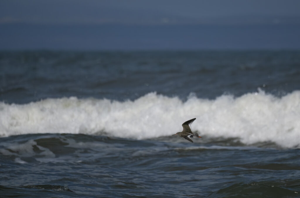 Photo of a redshank in flight with waves crashing in the background