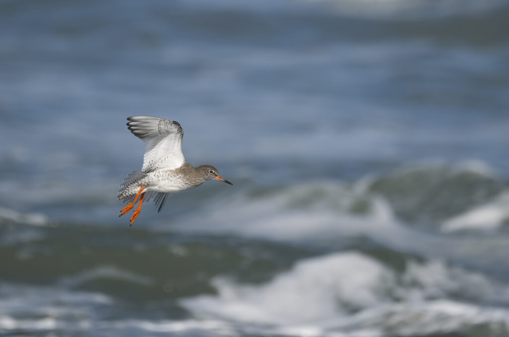 Photo of a redshank in flight with waves crashing in the background