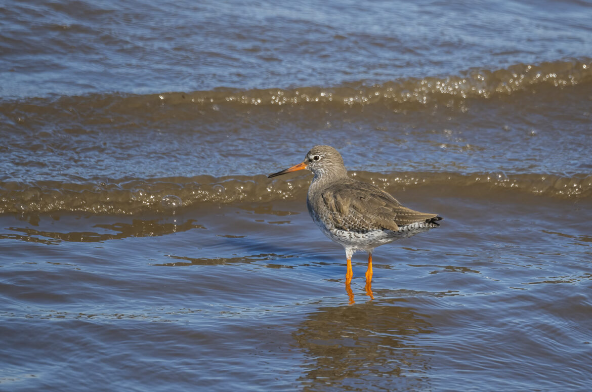 Photo of a redshank standing in shallow water with small waves in the background