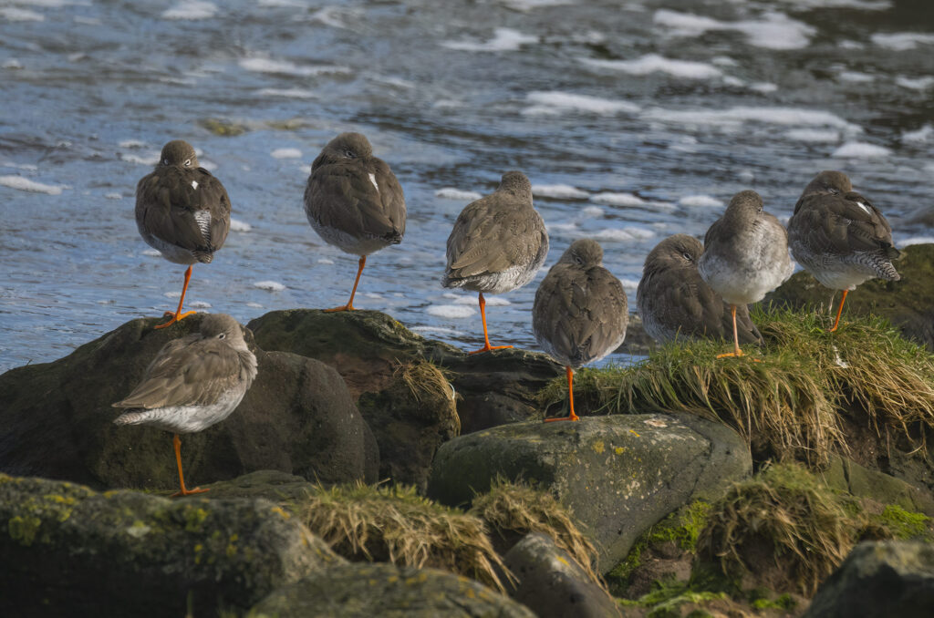 Photo of a flock of eight redshanks sleeping while standing on rocks