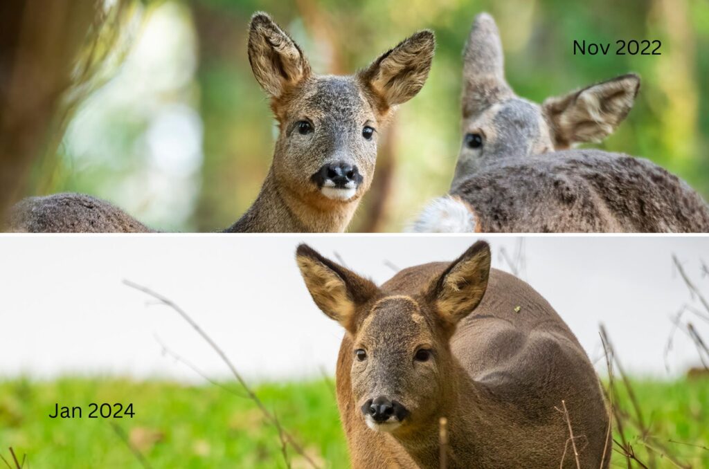 Grid of two images of a young roe deer doe - from November 2022 and January 2024