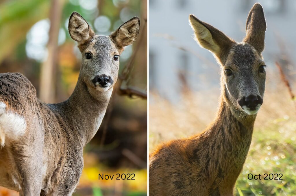 Grid of two images of a roe deer doe - from November 2022 and October 2022