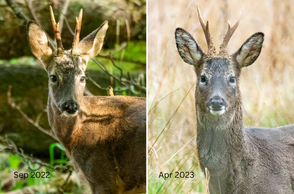 Grid of two images of a roe deer buck - from September 2022 and April 2023