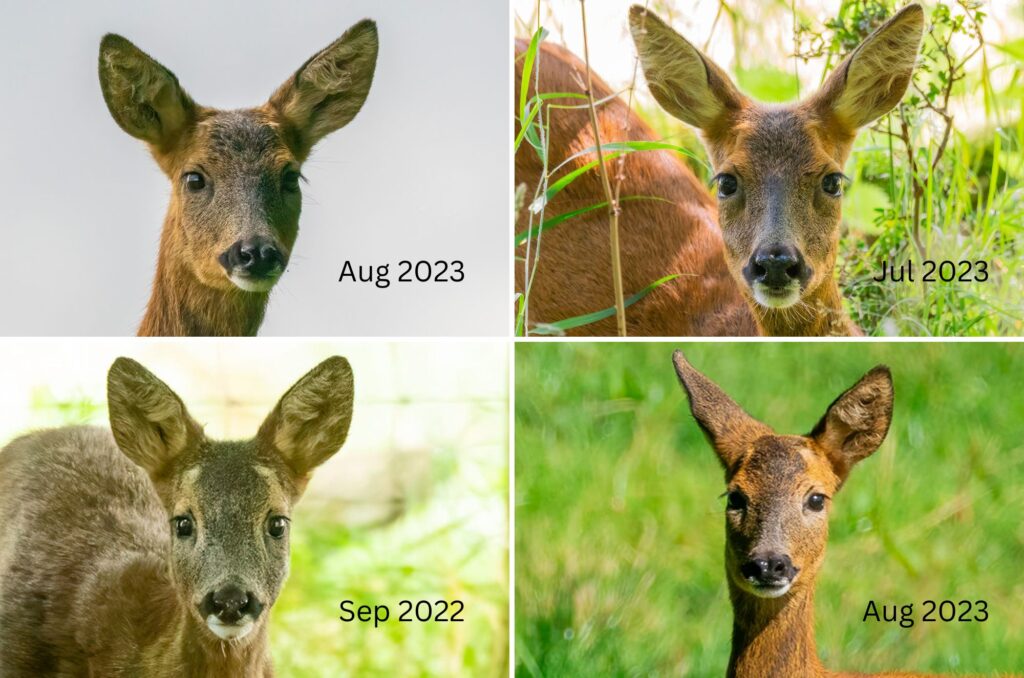 Grid of four images of a young roe deer doe - from August 2023, July 2023, September 2022 and August 2023