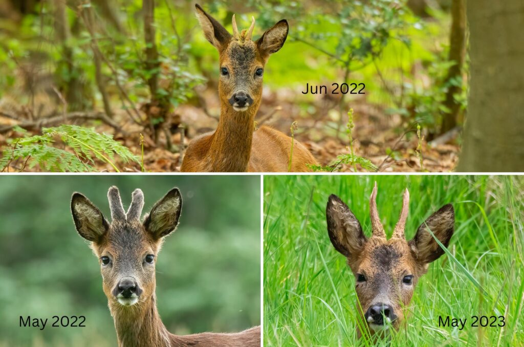 Grid of three images of a young roe deer buck - from June 2022, May 2022 and May 2023
