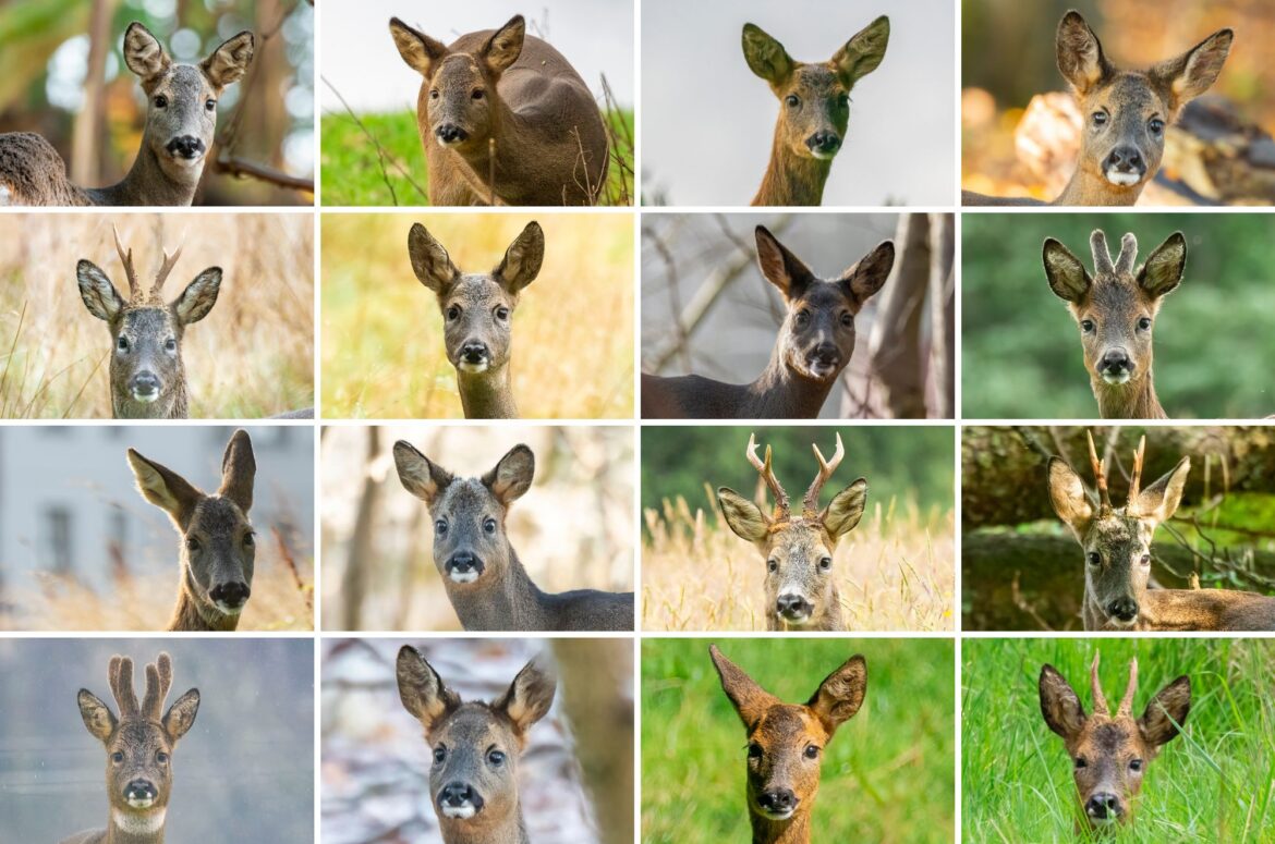 Grid showing 16 images of roe deer