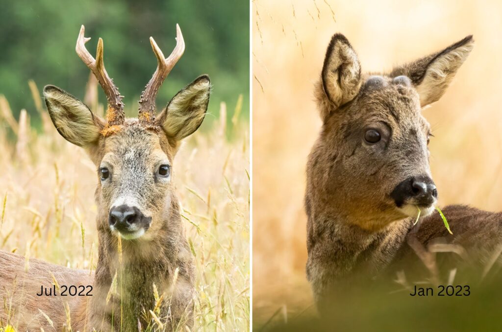 Grid of two images of an old roe deer buck