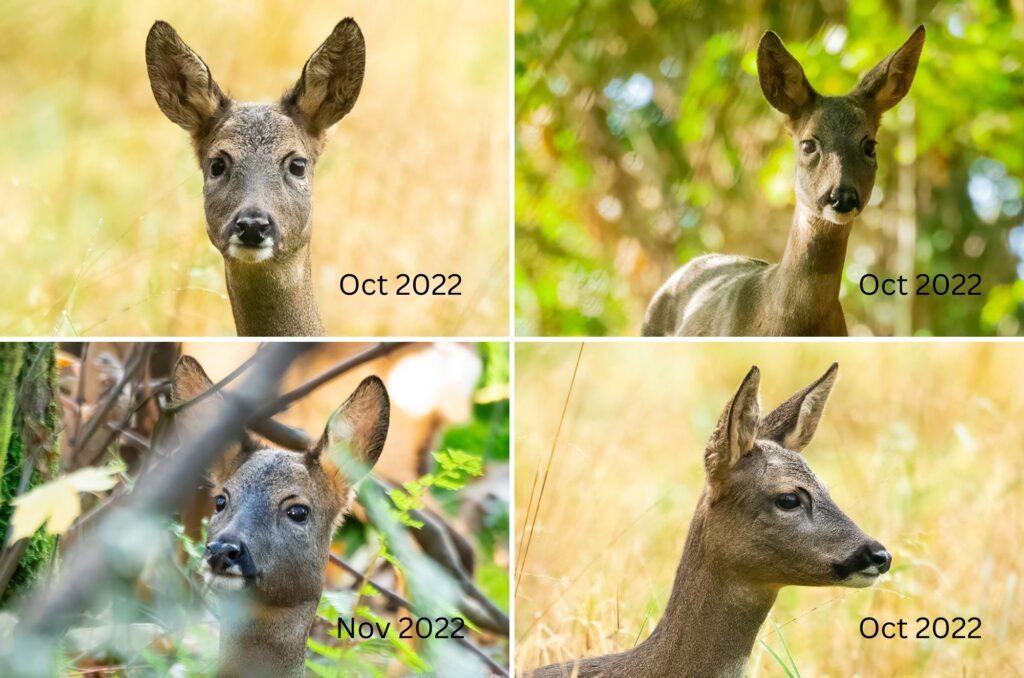 Grid of four images of a roe deer doe - from October 2022 and November 2022