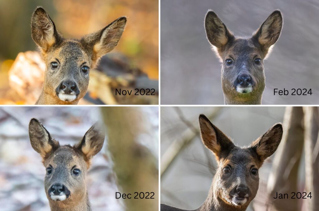 Grid of four images of a young roe deer doe - from November 2022, February 2024, December 2022 and January 2024