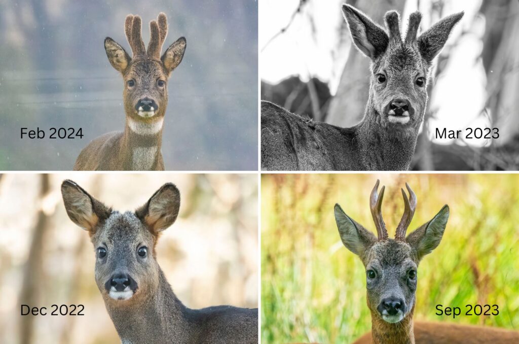 Grid of four images of a young roe deer buck - from February 2024, March 2023, December 2022 and September 2023