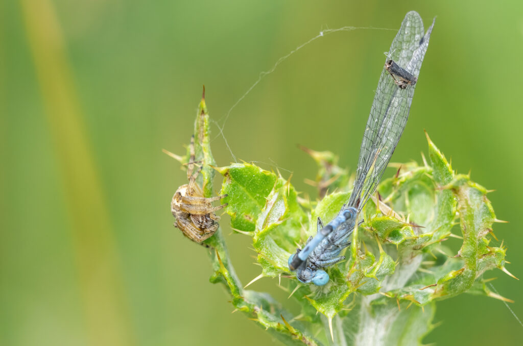 Photo of a bankside orb weaver spider on a plant next to a dead damselfly