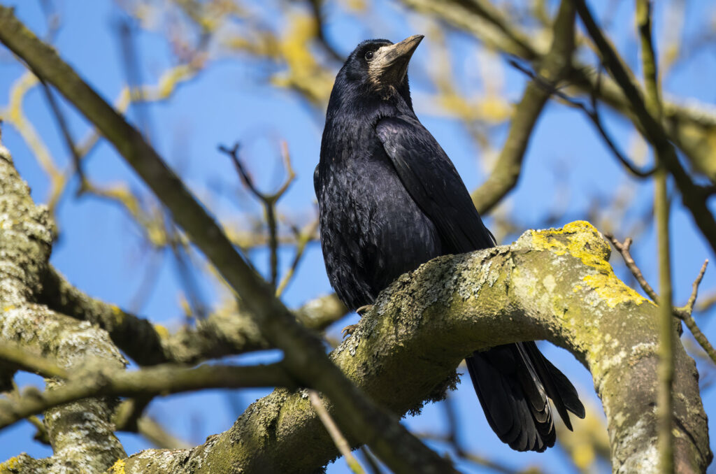 Photo of a rook perched on a branch in sunlight with a blue sky in the background