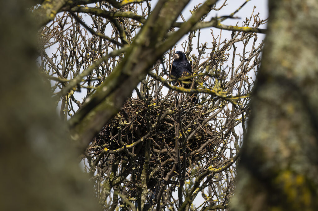 Photo of a rook perched in a bare tree above its nest