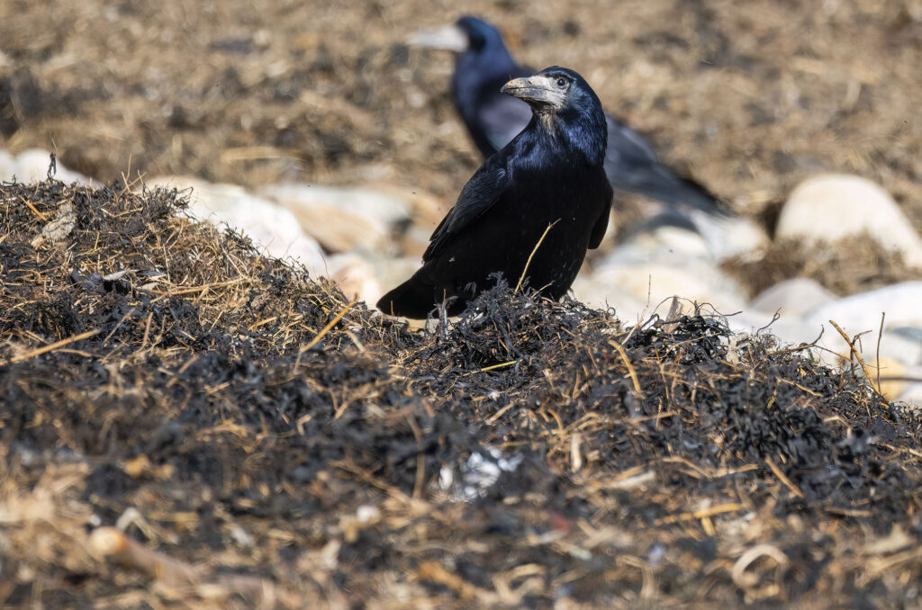 Photo of rooks foraging in dry seaweed