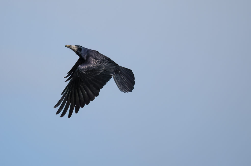 Photo of a rook in flight in front of blue sky