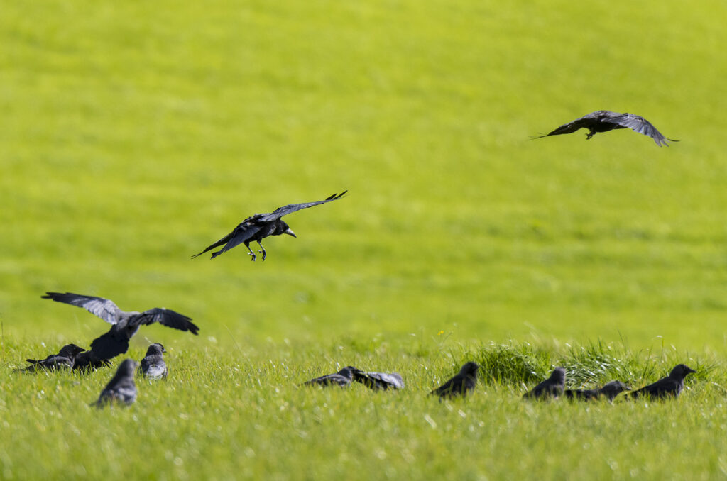 Photo of rooks and jackdaws foraging in a field