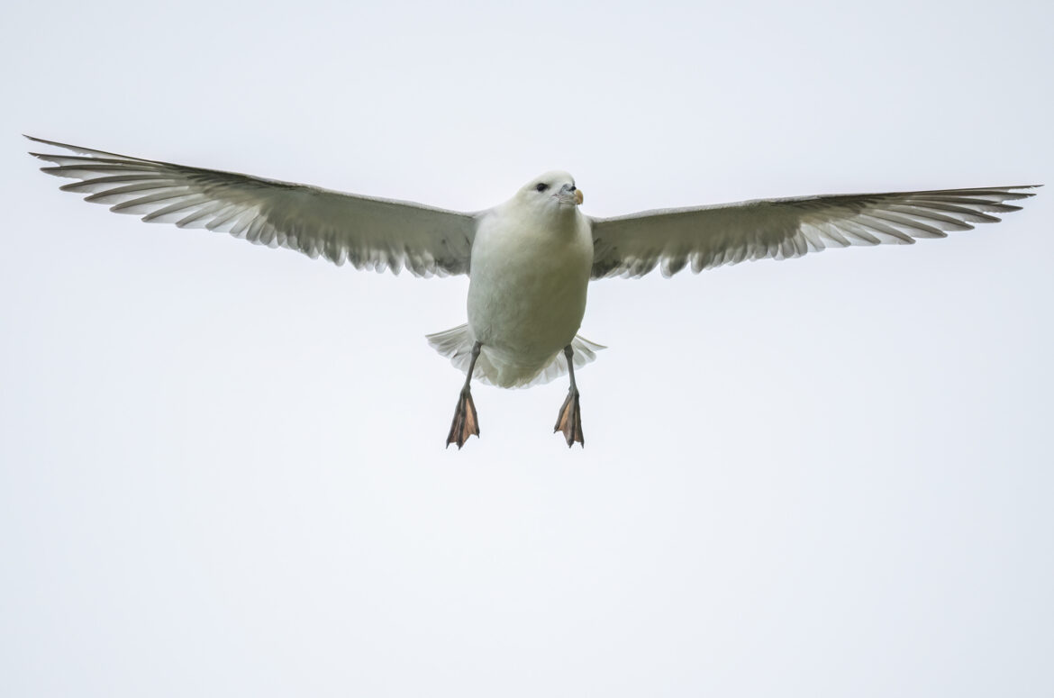 Photo of a fulmar in flight with wings outstretched and legs hanging down