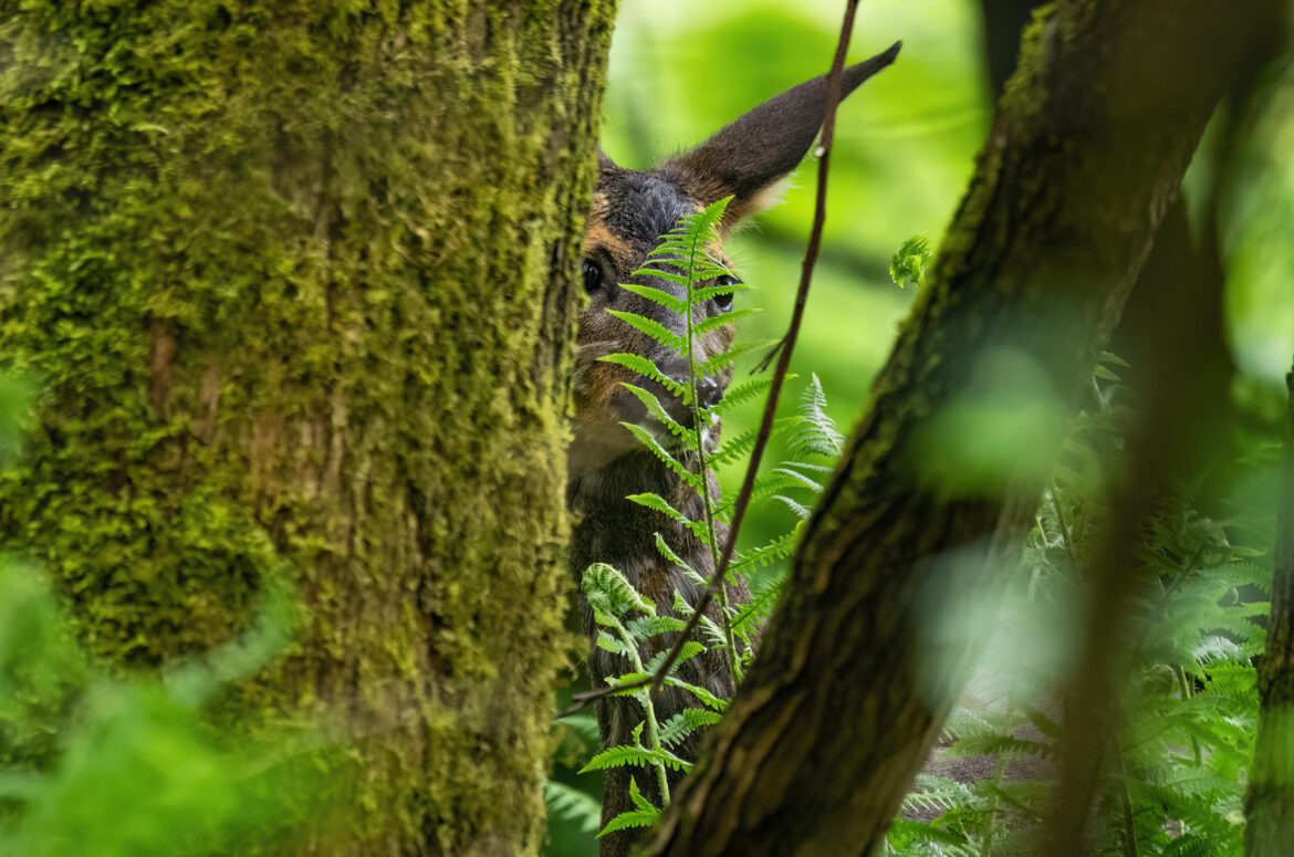 Photo of a roe doe partially hidden behind a tree trunk