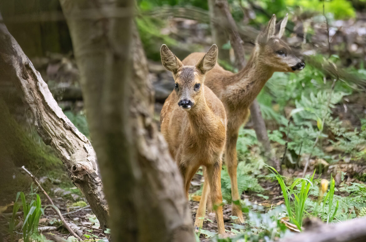 Photo of two roe deer kids standing in woodland