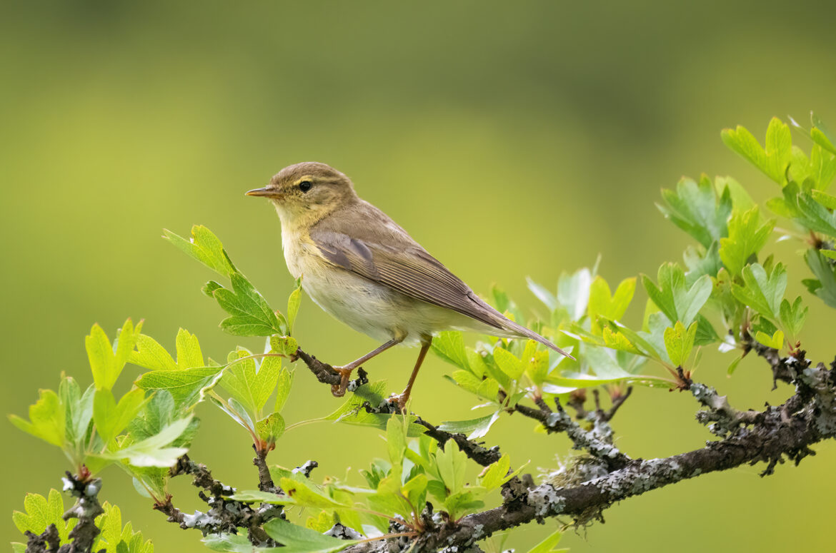 Photo of a willow warbler perched on a branch