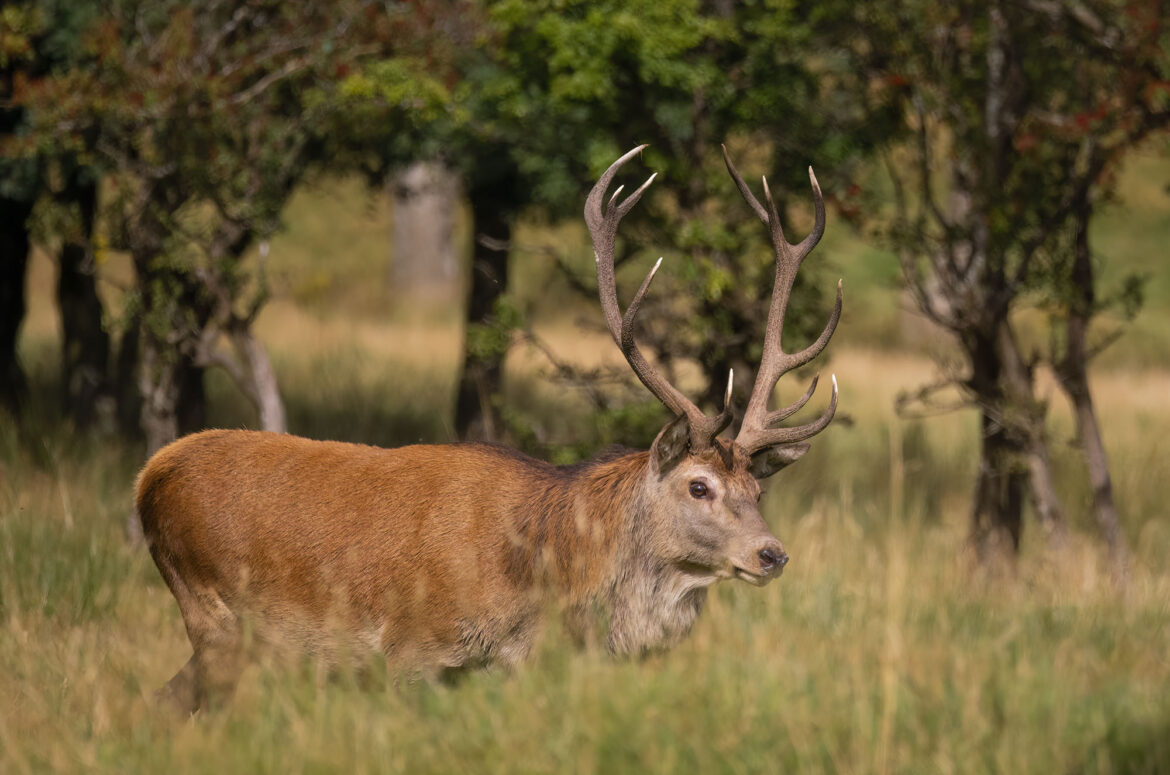 Photo of a red deer stag walking through long grass