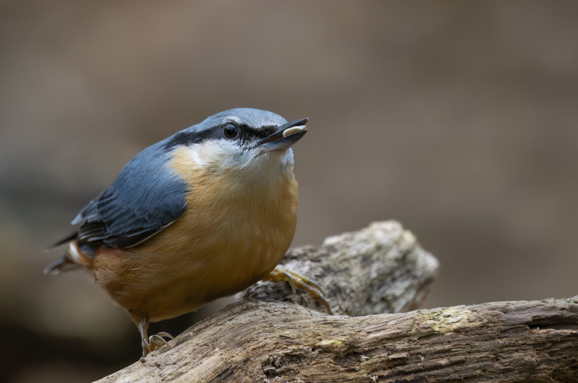 Photo of a nuthatch perched on a log with a nut in its beak