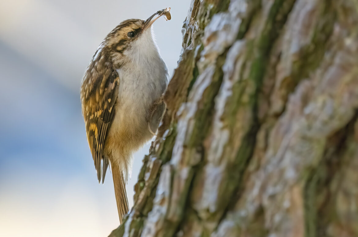 Photo of a treecreeper clinging to a tree trunk with an insect in its beak