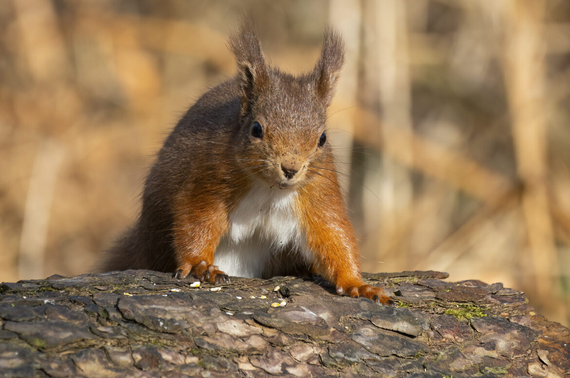 Photo of a red squirrel with its front paws resting on a log