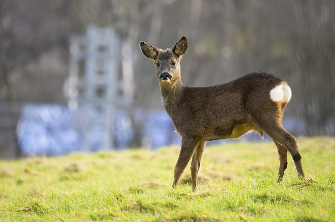 Photo of a young roe deer buck standing in a field