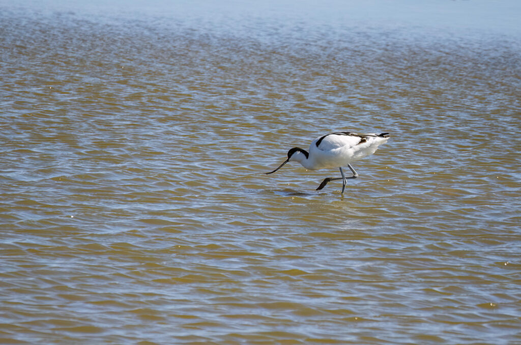 Photo of an avocet wading in shallow water