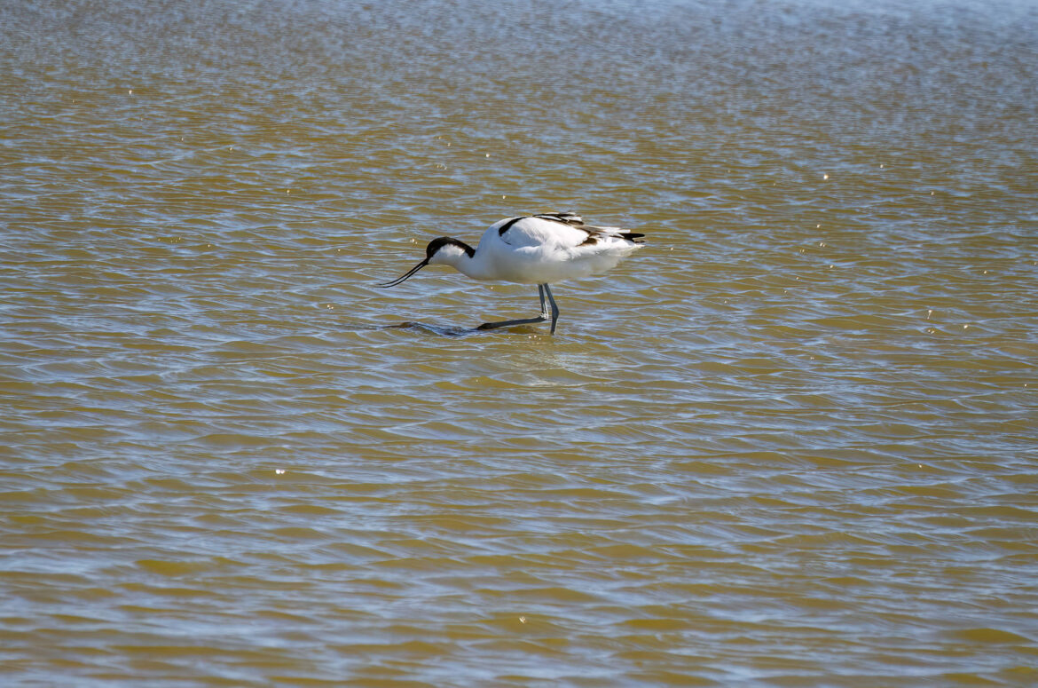 Photo of an avocet wading in shallow water with its bill slightly open