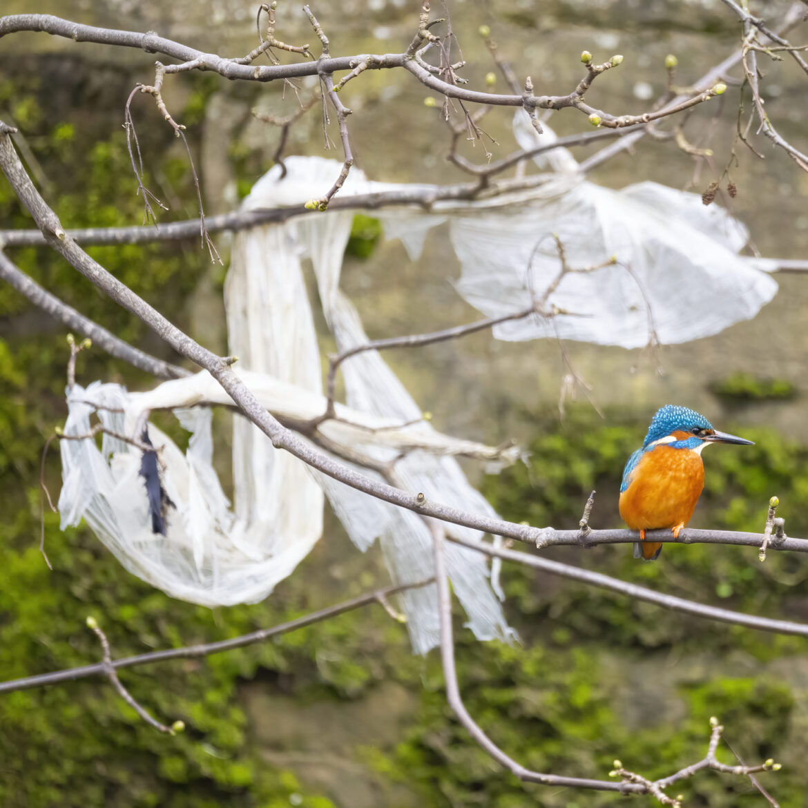 Photo of a kingfisher perched on a branch with white plastic sheeting caught in the branches behind it