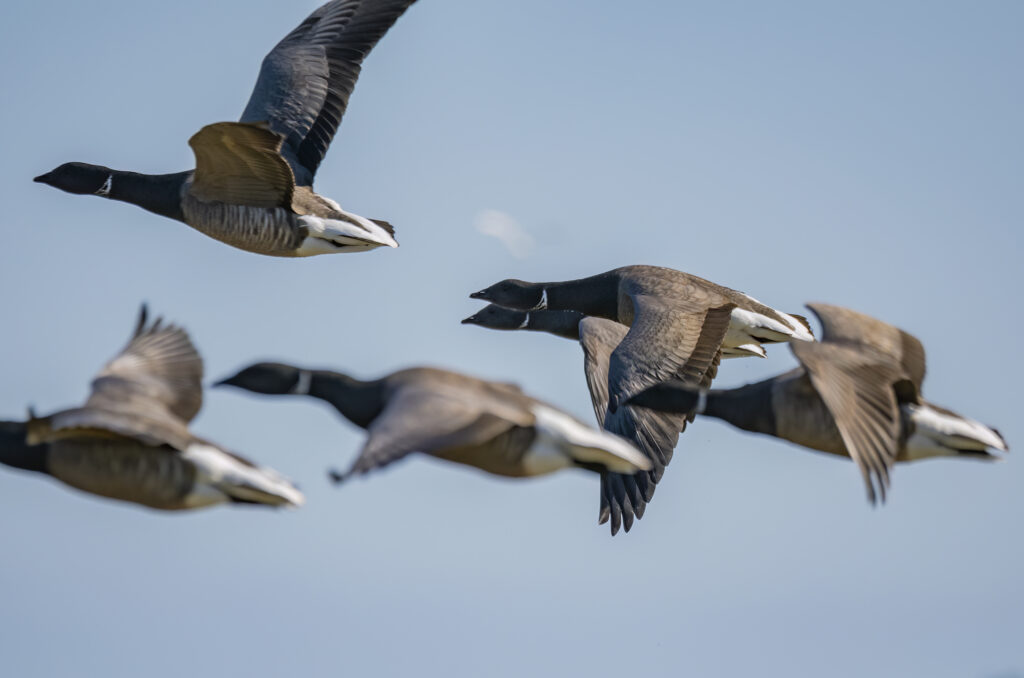 Photo of brent geese in flight with blue sky in the background