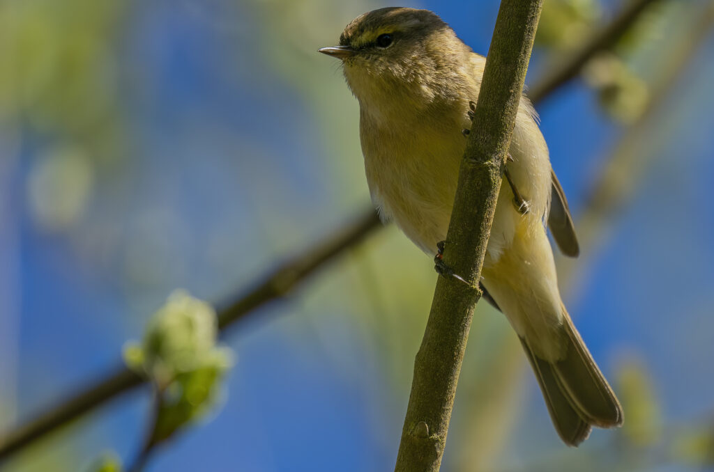 Photo of a chiffchaff perched on a branch with blue sky and green buds in the background