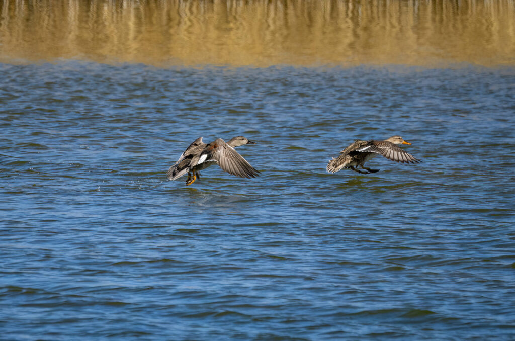 Photo of a pair of gadwalls taking off from a body of water