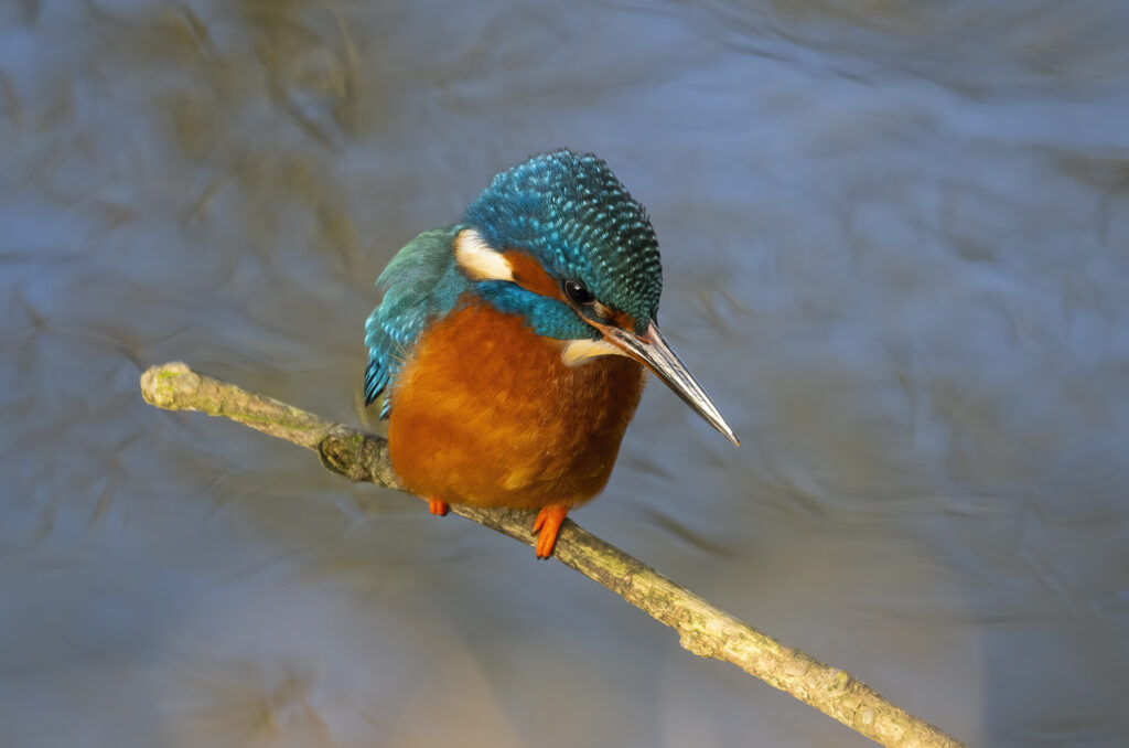 Photo of a kingfisher perched on a diagonal branch