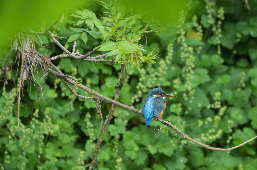 Photo of a kingfisher perched on a horizontal branch with green leaves in the foreground and background