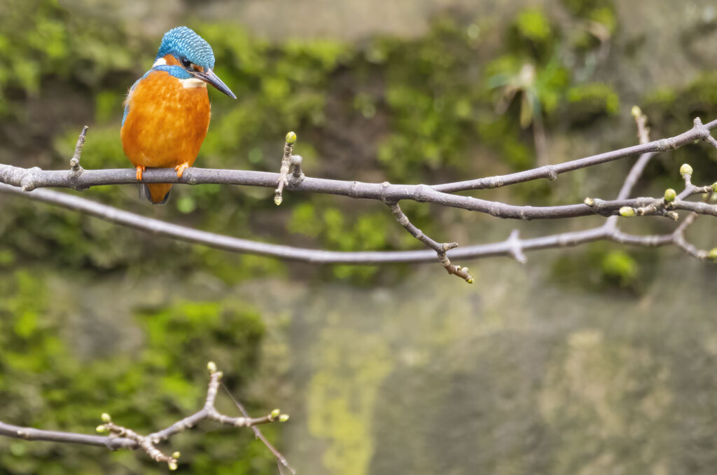Photo of a kingfisher perched on a horizontal branch with a wall in the background