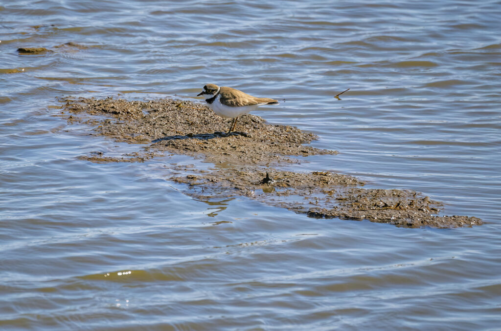 Photo of a little ringed plover standing on a patch of mud that is surrounded by water