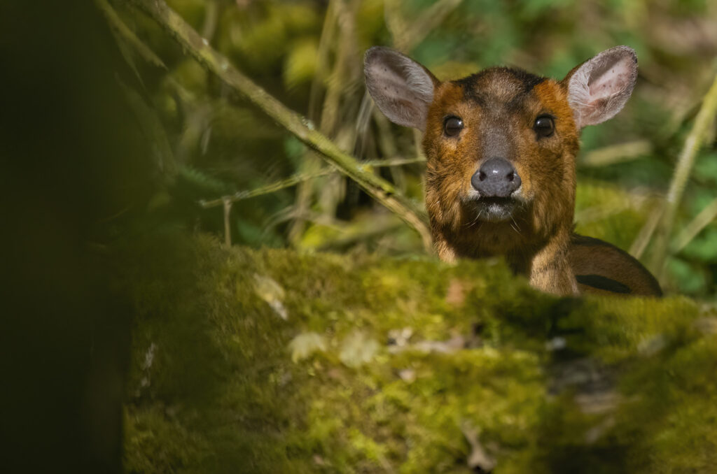 Photo of a muntjac doe looking up from behind a log that is covered in moss