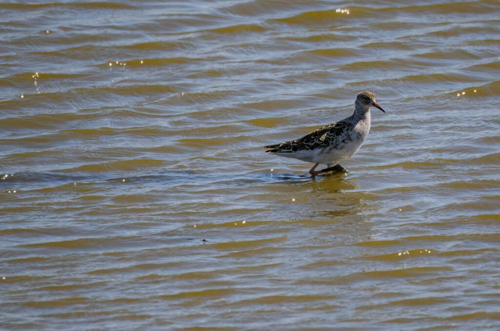 Photo of a ruff wading in shallow water