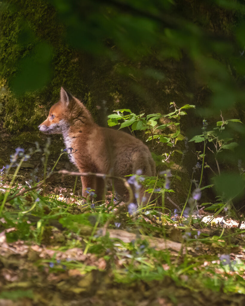 Red fox cub standing in woodland and surrounded by bluebells