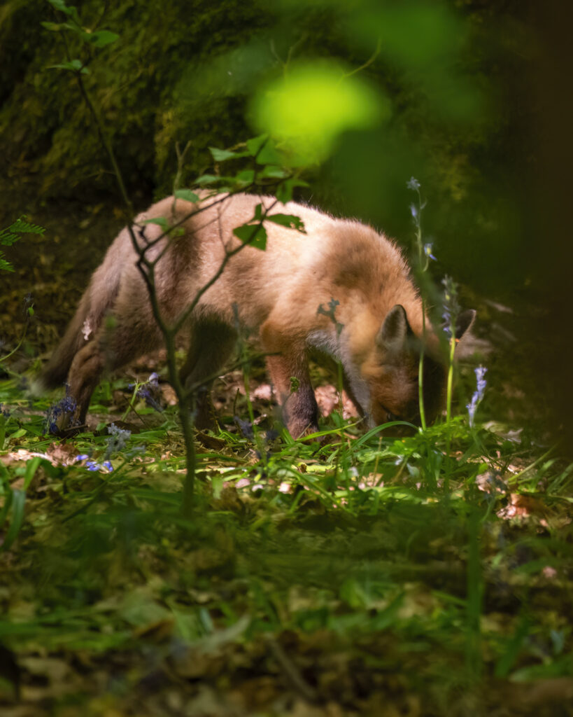 Red fox cub sniffing the ground with bluebells in the foreground