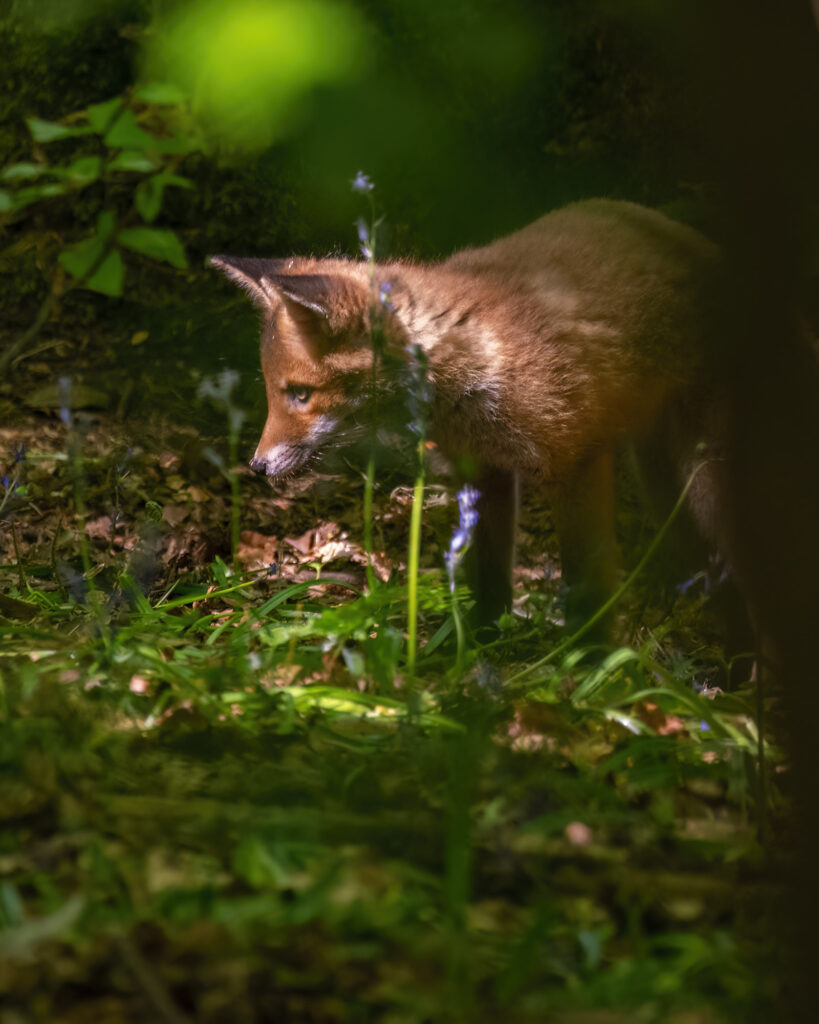 Red fox cub standing in woodland looking at the ground