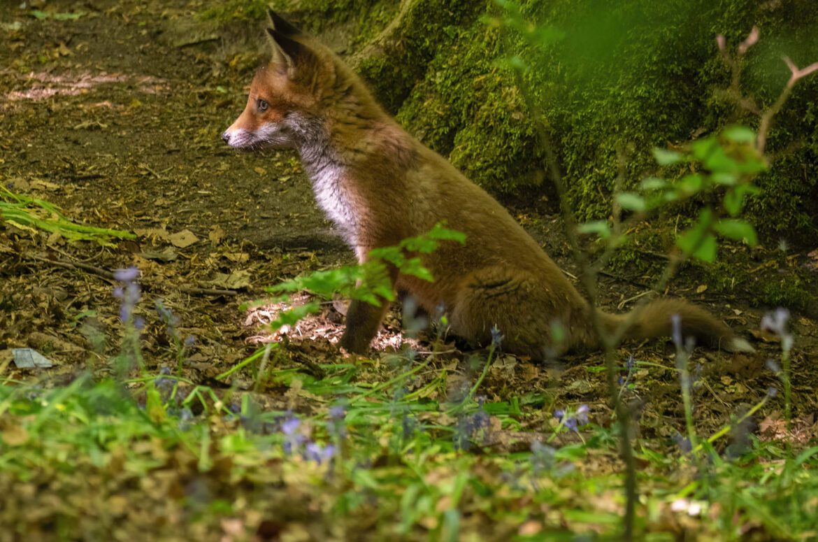 Red fox cub sitting outside its den in woodland with bluebells in the foreground
