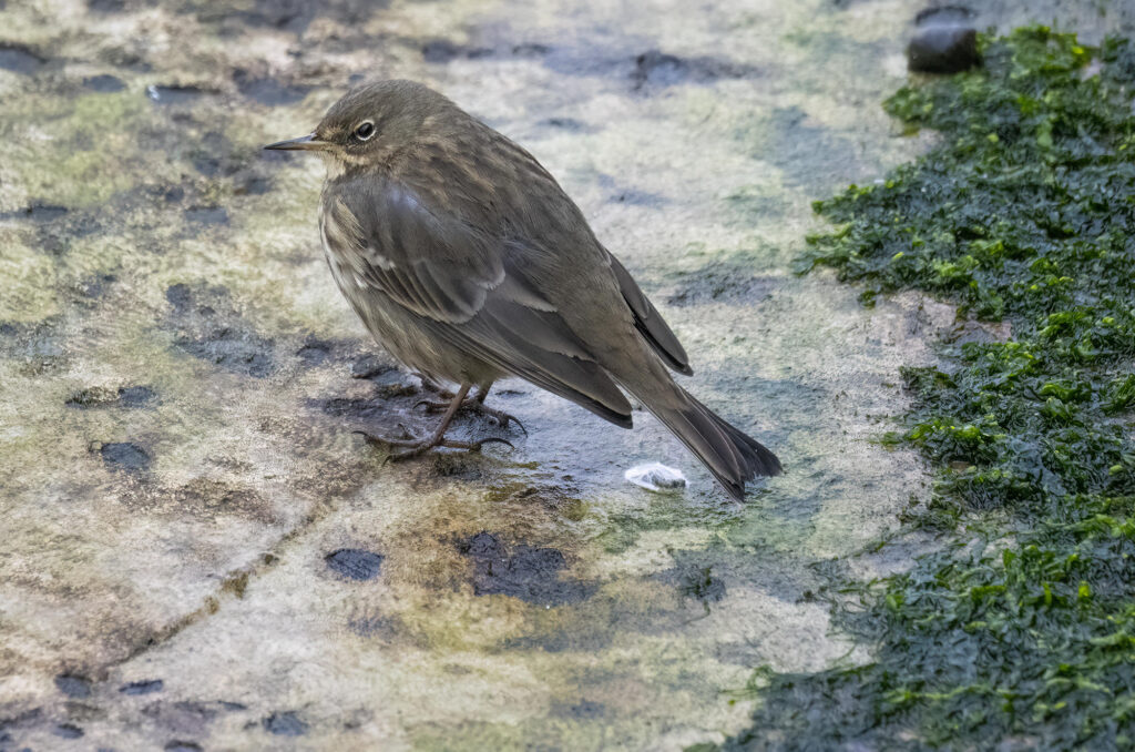 Rock pipit standing on a rock partially covered in lichen