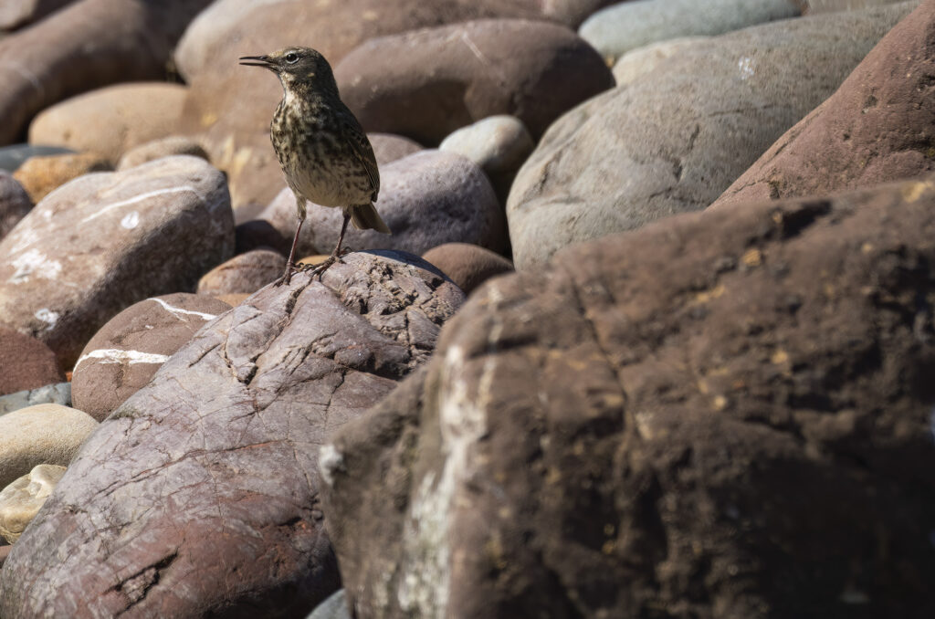 Photo of a rock pipit on a rock with its beak open