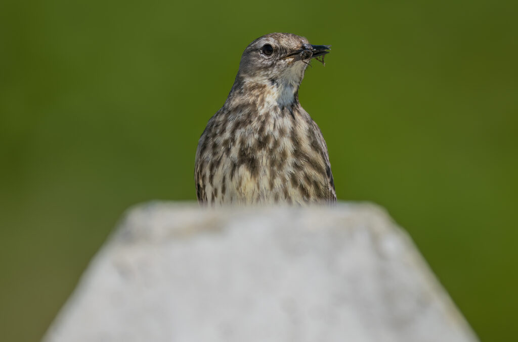Photo of a rock pipit perched on top of a concrete barrier with invertebrates in its beak